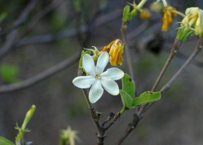 North Queensland Plants Rubiaceae